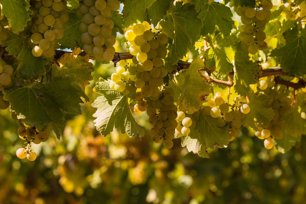 Sauvignon Blanc