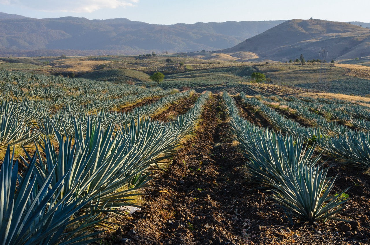 Mezcal