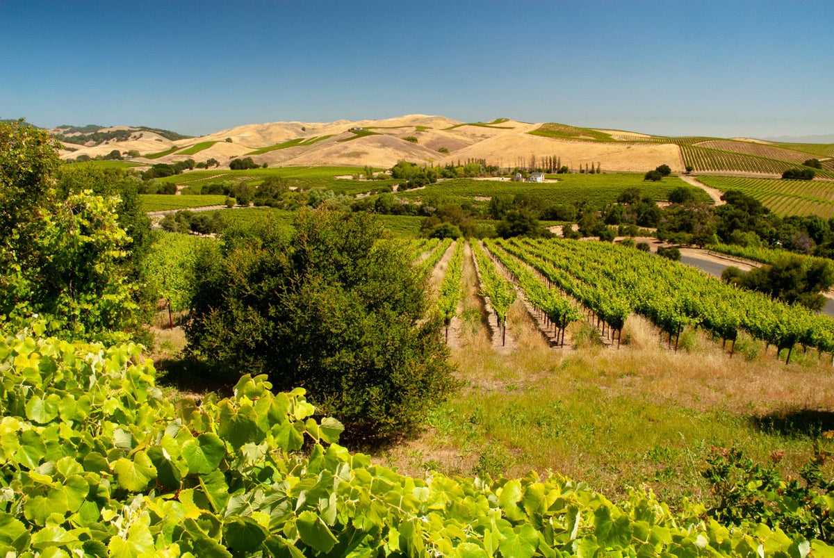 Los Carneros