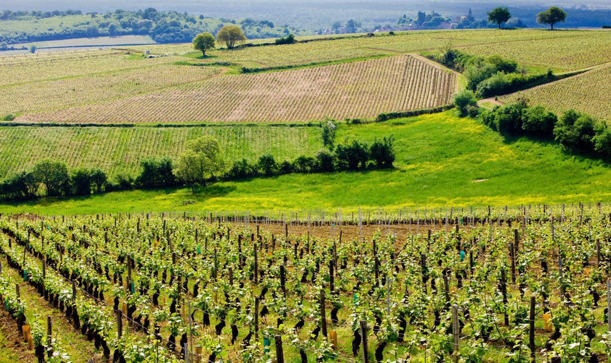 Côte Chalonnaise