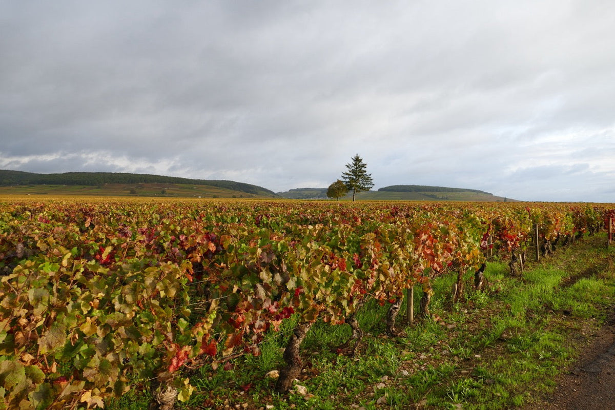 Nuits-Saint-Georges