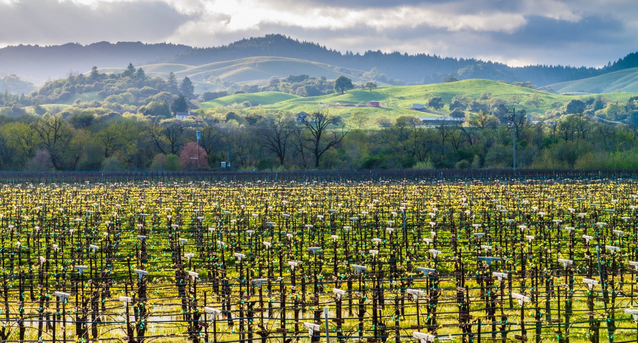 Dry Creek Valley