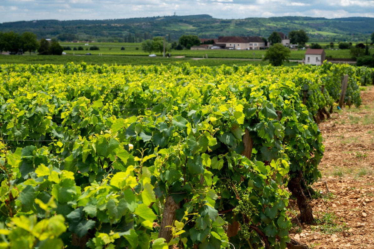 Puligny-Montrachet