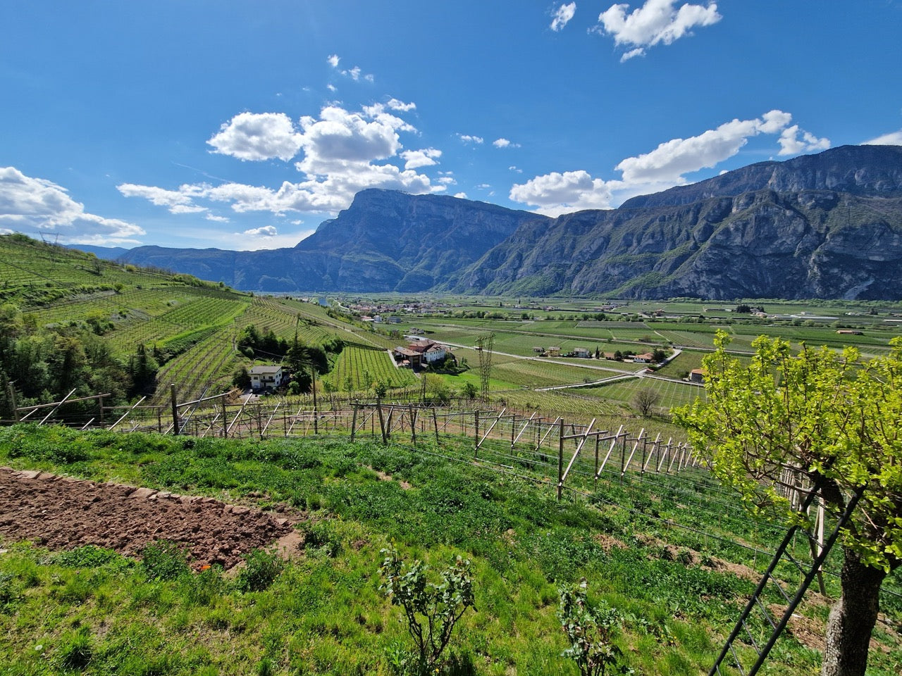 Northern Italian Whites