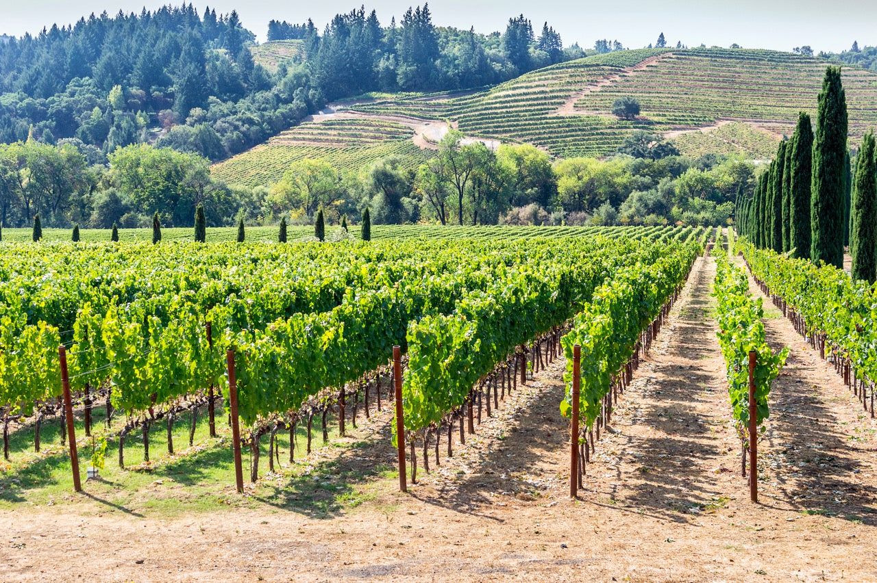 Californian Wines Clearance Sale