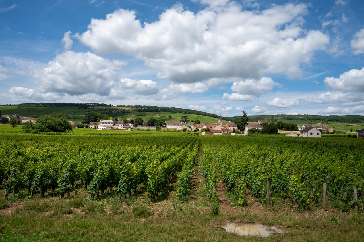 Collectible Wines
