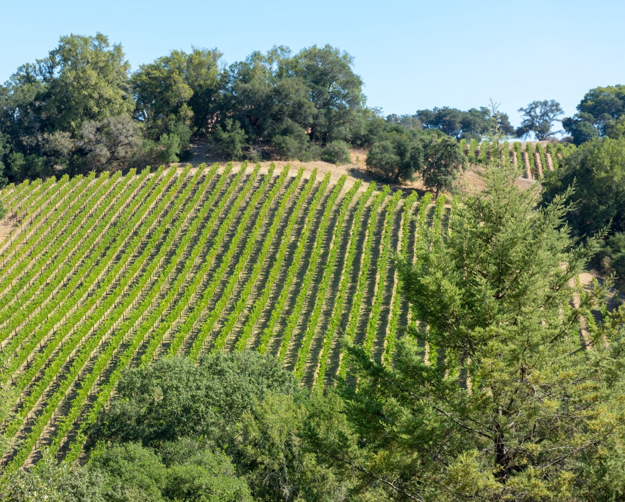 Russian River Valley