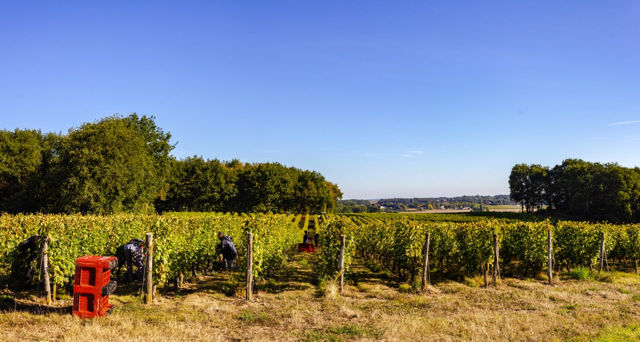 Chenin Blanc