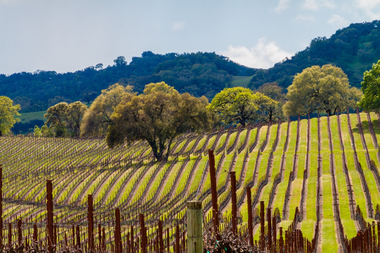 Alexander Valley